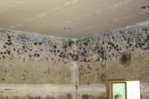 Mold Damage From Trapped Moisture After Roof Leak