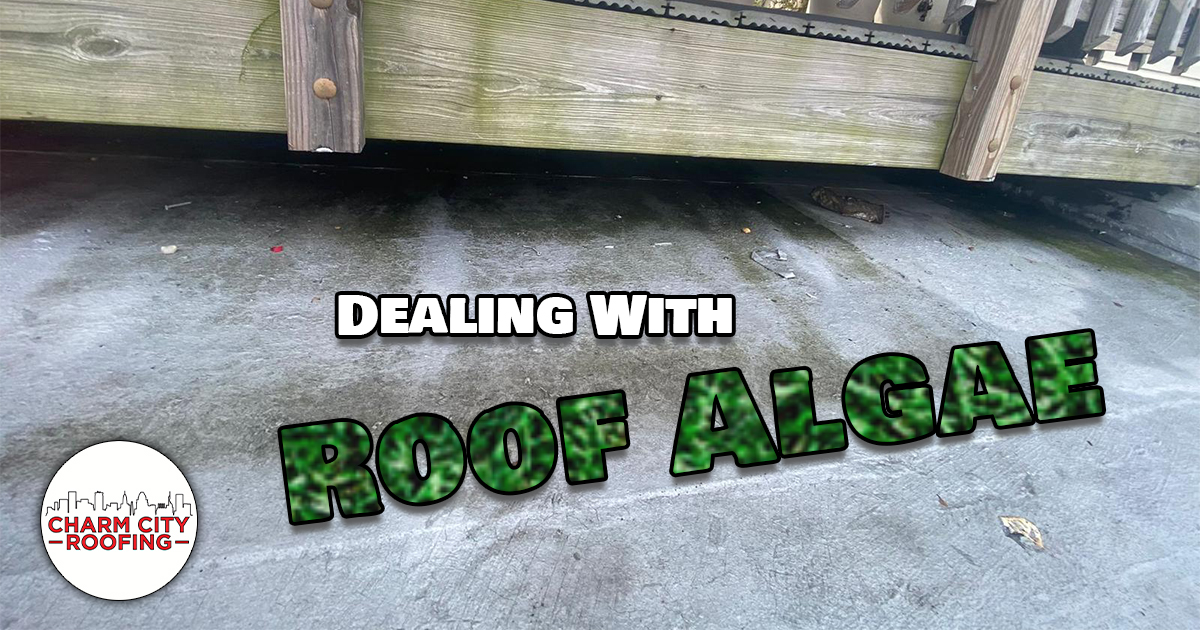 Roof Algae Blog Post Featured Image